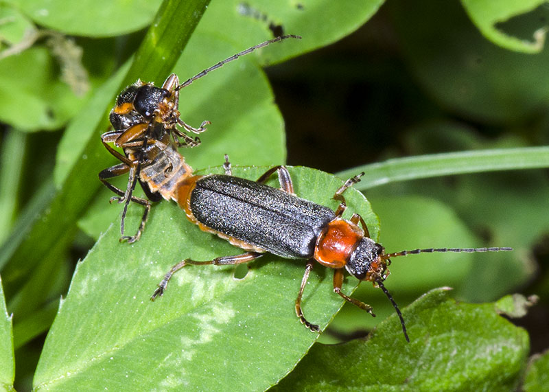 Cantharidae: Cantharis sp. ♂ e ♀  (C. italica o C. falzonii)